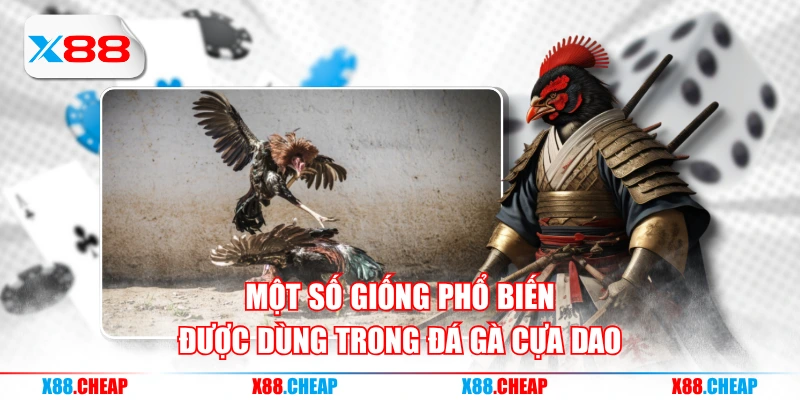 Một số giống phổ biến được dùng trong đá gà cựa dao